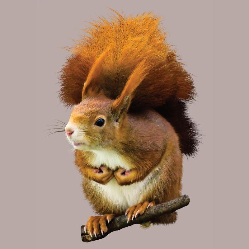 Eichhörnchen Süß niedlich putzig cool drollig Spaß