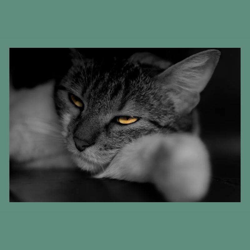 le chat au regard terrible