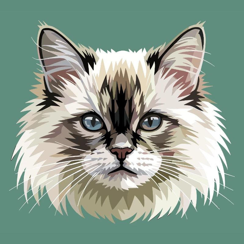 Chat Birman Chat Birman Sacré Chat Birman Mignons Chats Birman