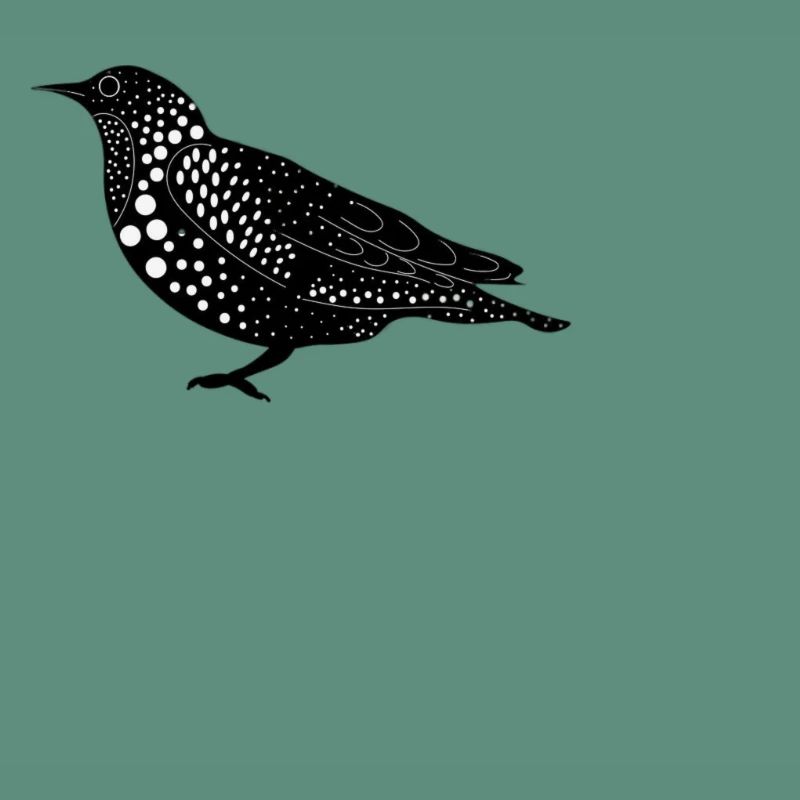oiseaux
