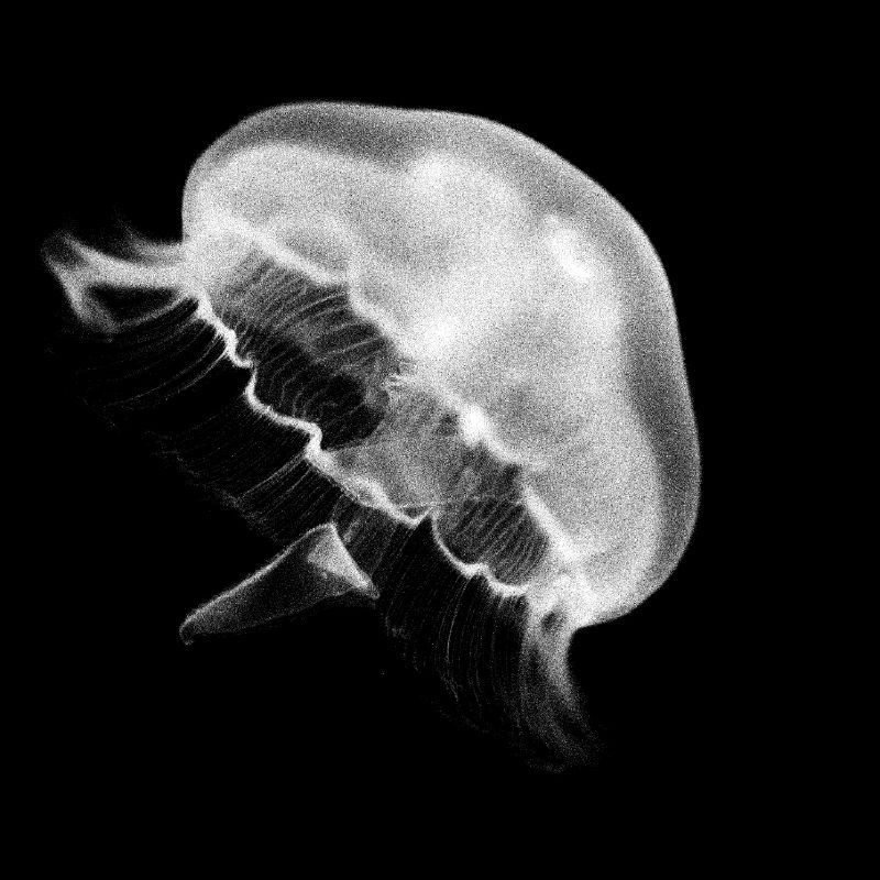 jellyfish