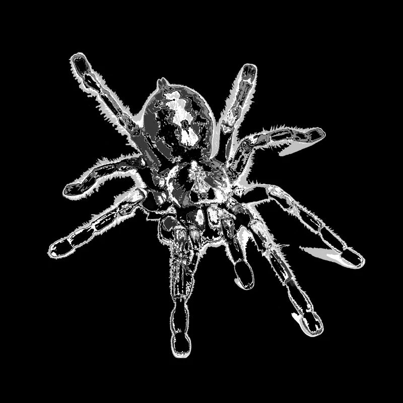 Tiger spider black, spider,