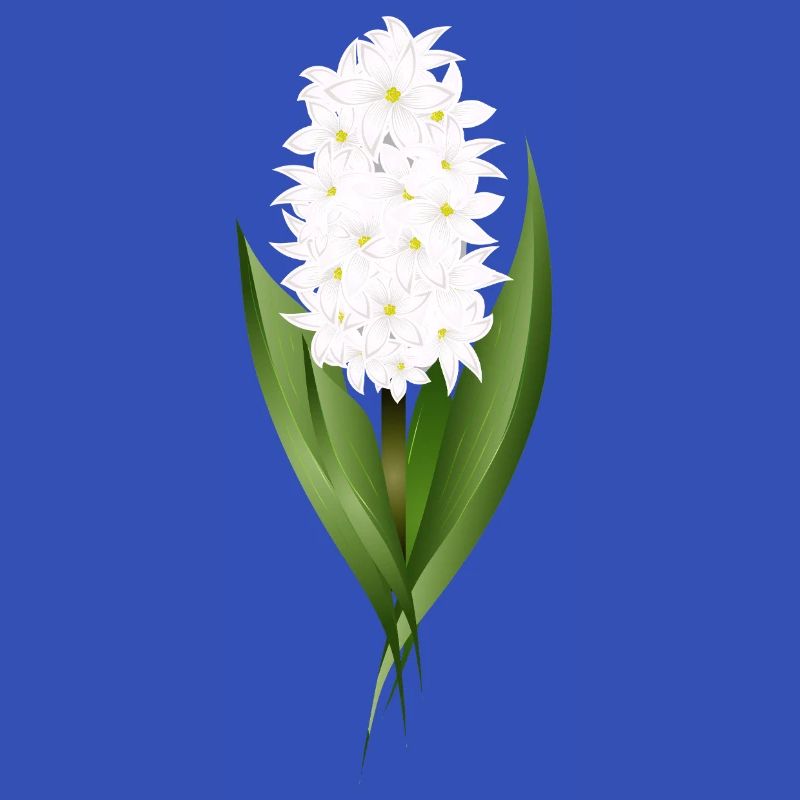 Jacinthe blanche – délicatesse sous forme de fleur