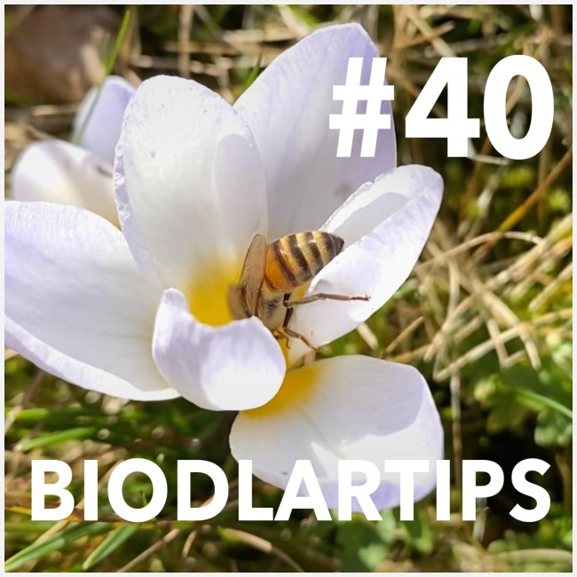 Biodlartips 40 - Jubileum