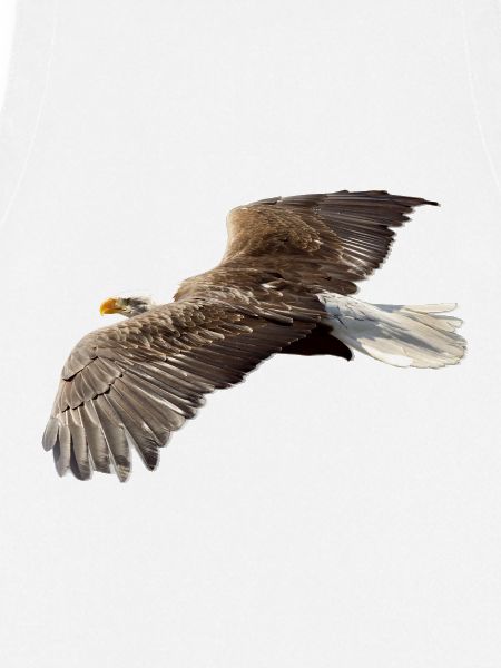 Adler