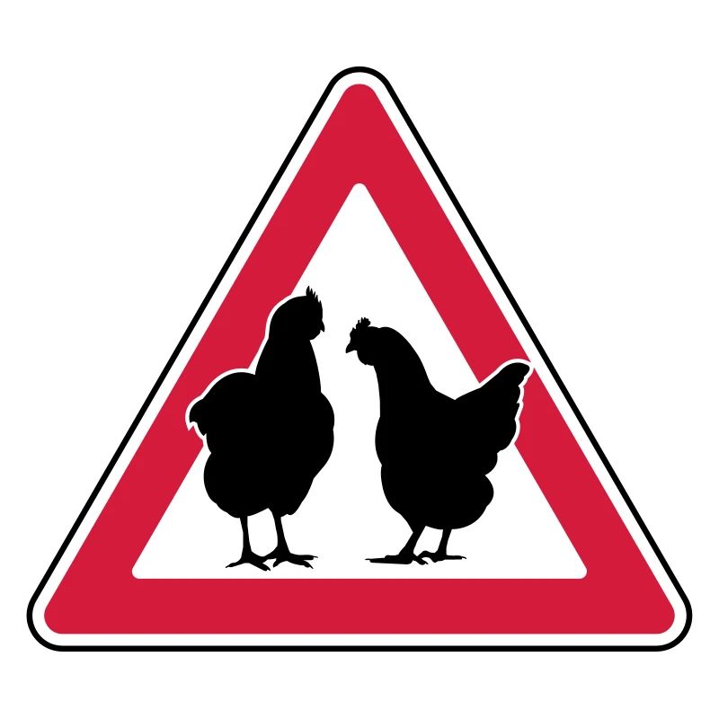 Chicken evening chicken attention free-range hens