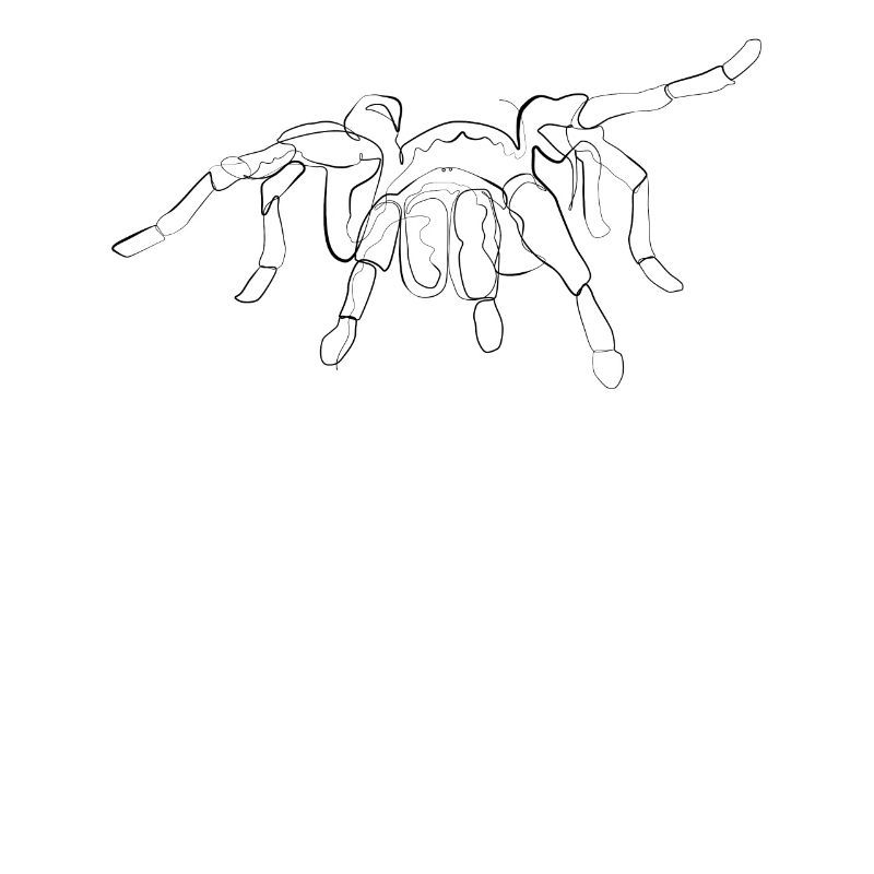 Tarantula Spider - one line drawing