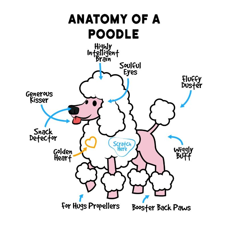 Anatomie Eines Pudel