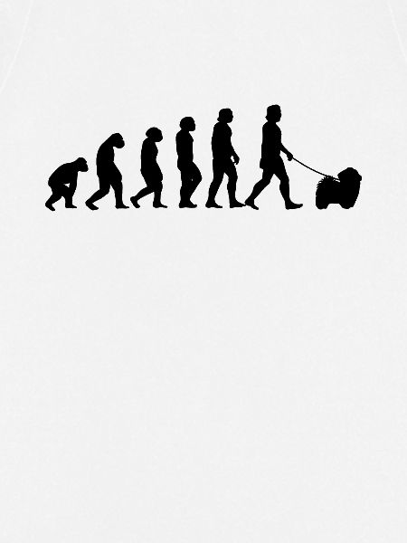 Havaneser Evolution Haushund Geschenk