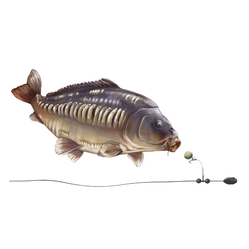 Spiegelkarpfen-Chod-Rig-Angeldesign