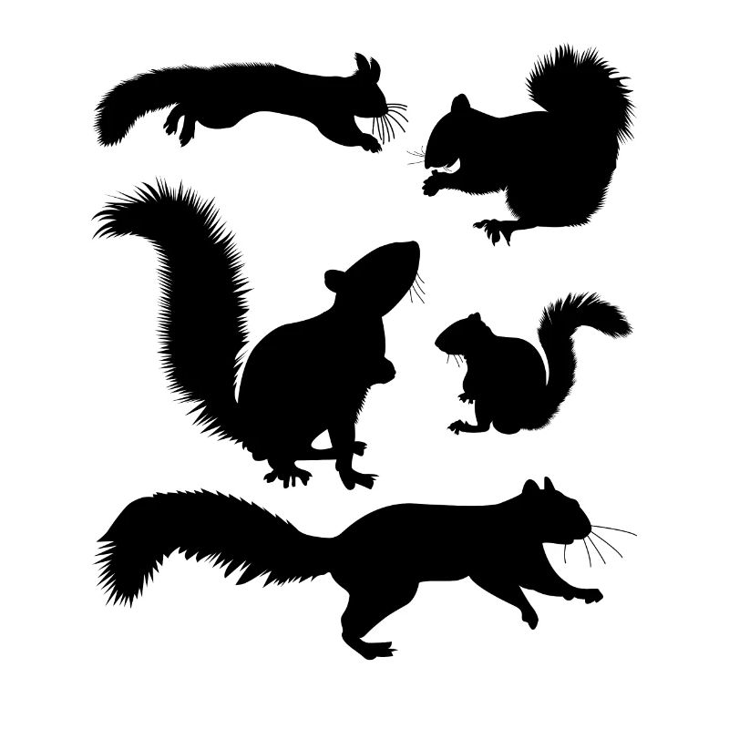 Squirrel, cute squirrel lover,