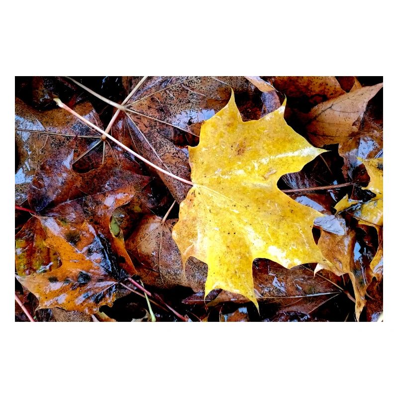 Yellow maple leaf also rainy autumn carpet