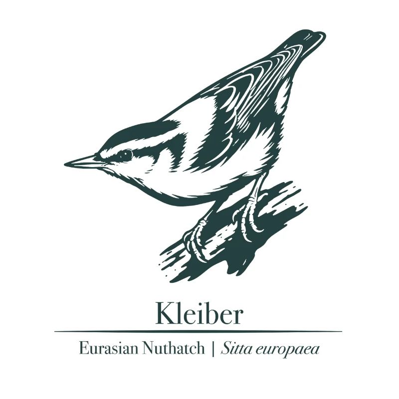Nuthatch Silhouette | Ornithology | Drawing