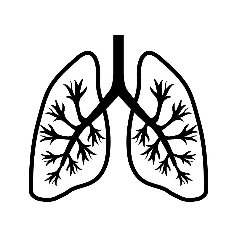 Lungs