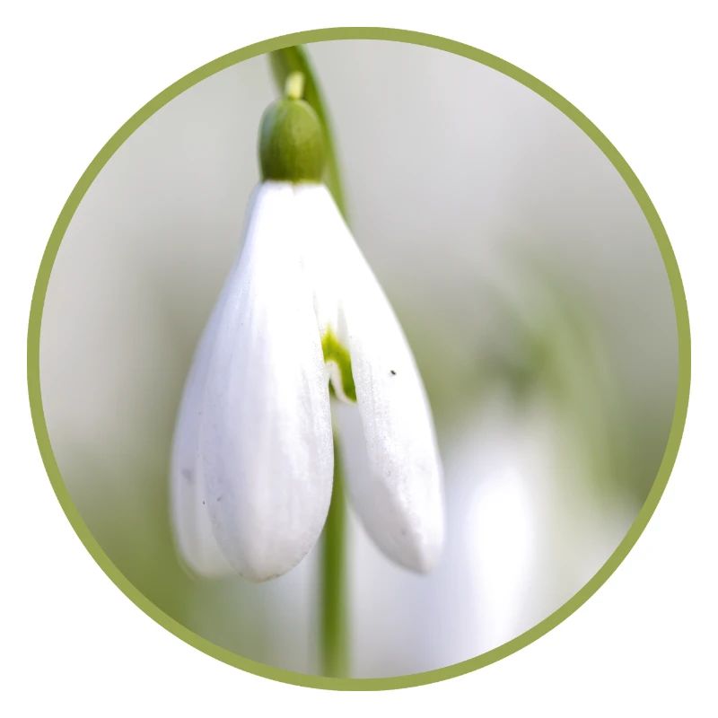 Perce-neige fleur blanche Fleur blanche Éclosion précoce