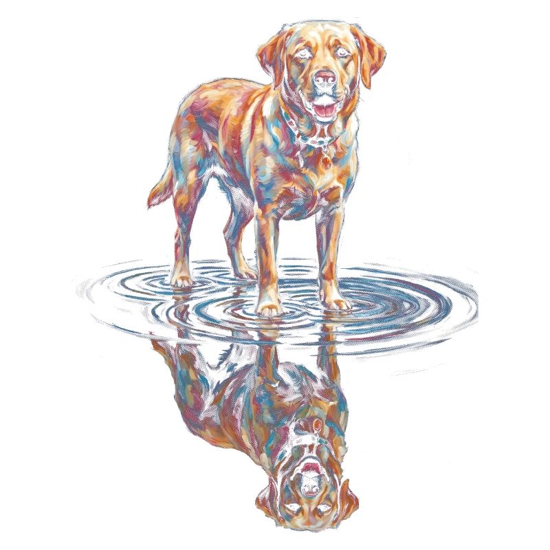 Labrador Retriever mit Wasserreflexion