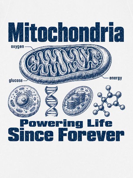 Mitochondrien Energie