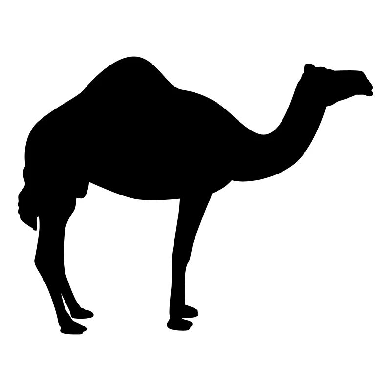 Kamel | Wüste | Dubai | Wüstenschiff