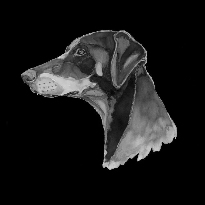 Doberman Pincher
