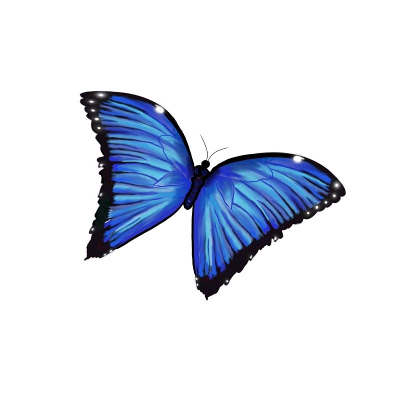 Blaue Schmetterlingsliebe