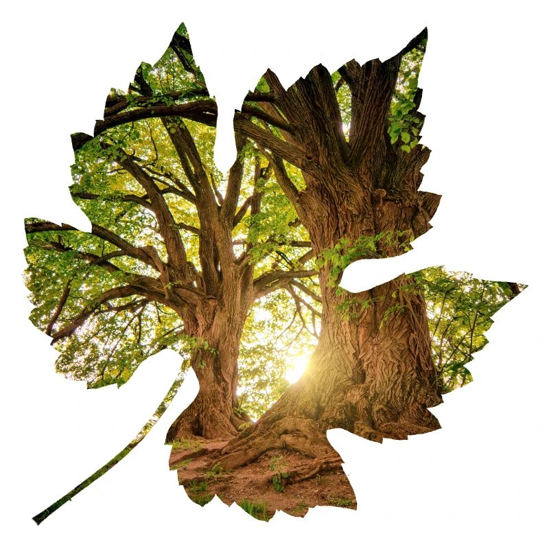 forest 24 in leaf