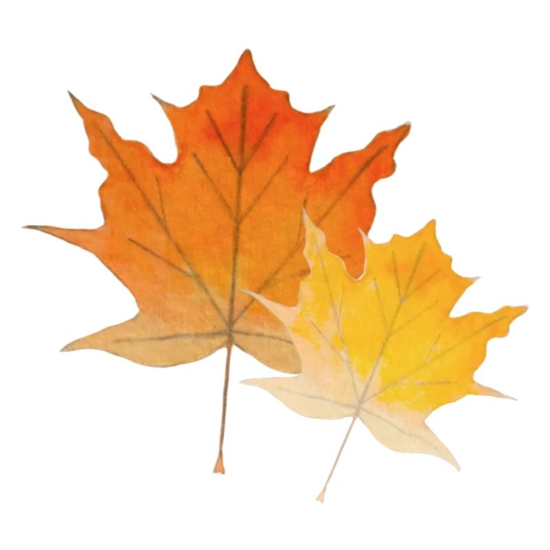 Feuilles d'érable