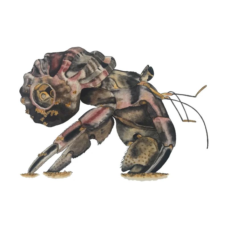 Hermit crabs Sp