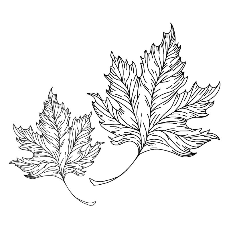 Feuilles
