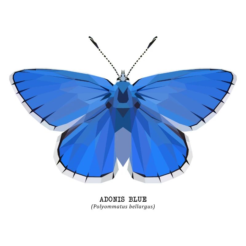 Adonis Blue