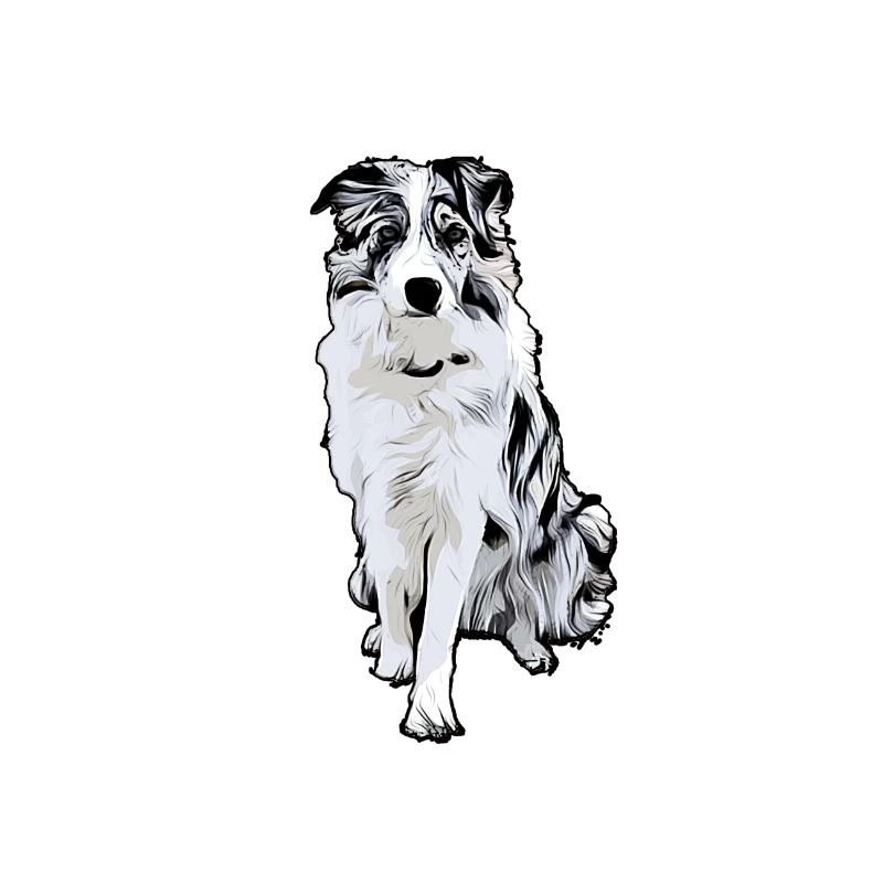 Border Collie Black Merle Comic