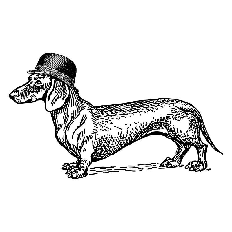 Dackel mit Hut