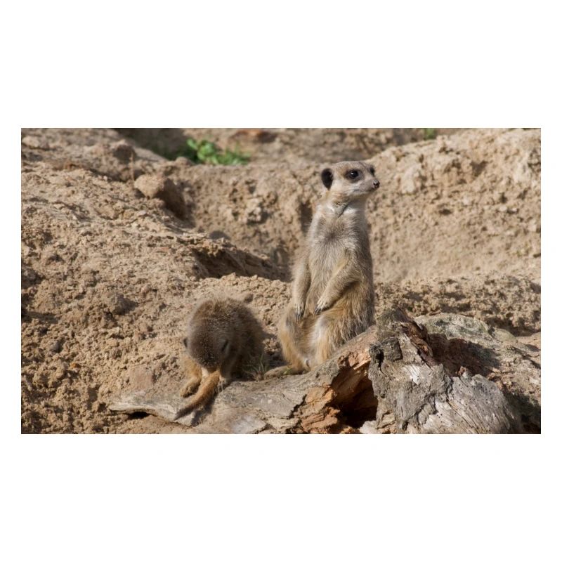 Deux suricates