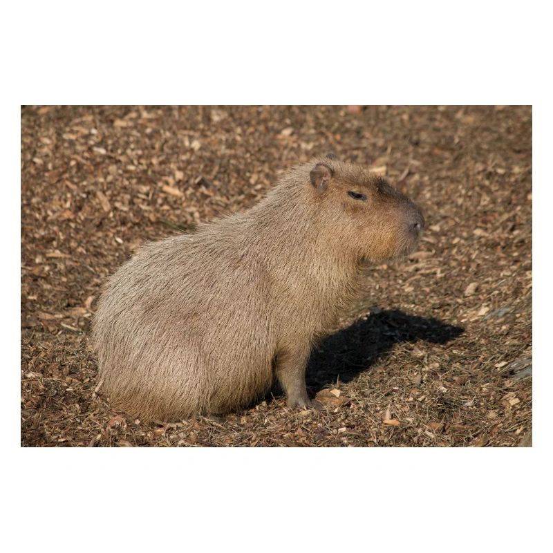 Capybara capybara (Hydrochoerus hydrochaeris)