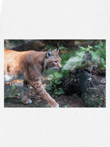 Eurasischer Luchs oder Nördlicher Luchs