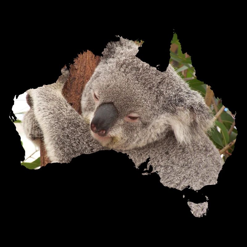 Koala
