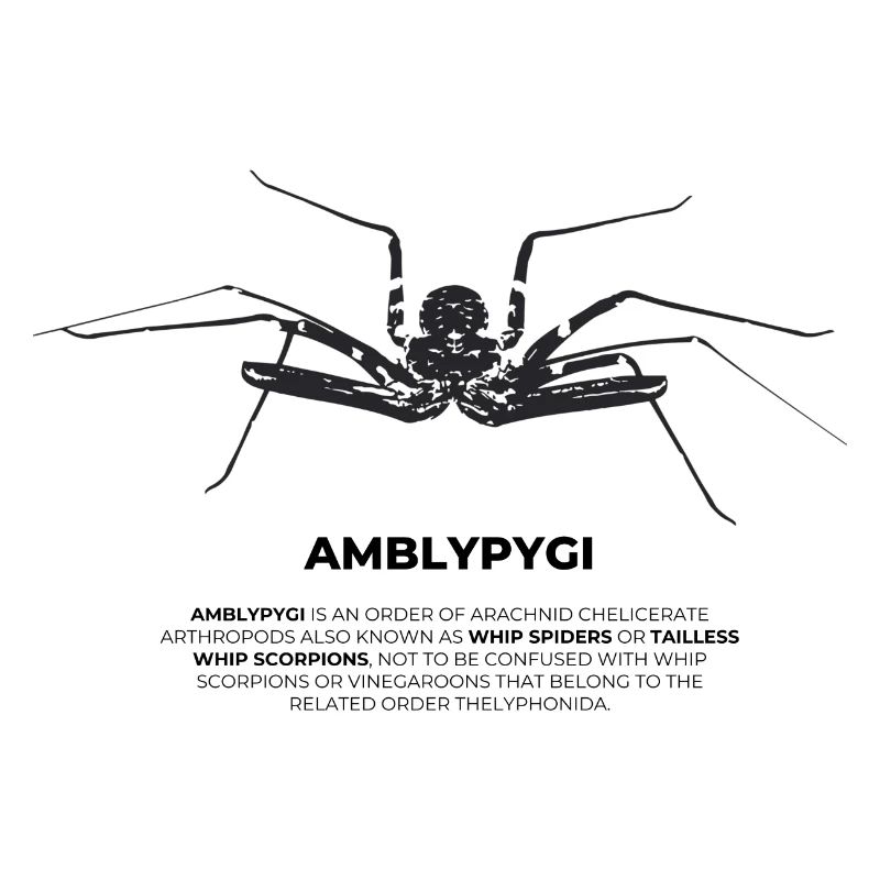 Araignée flagelle - Amblypygi