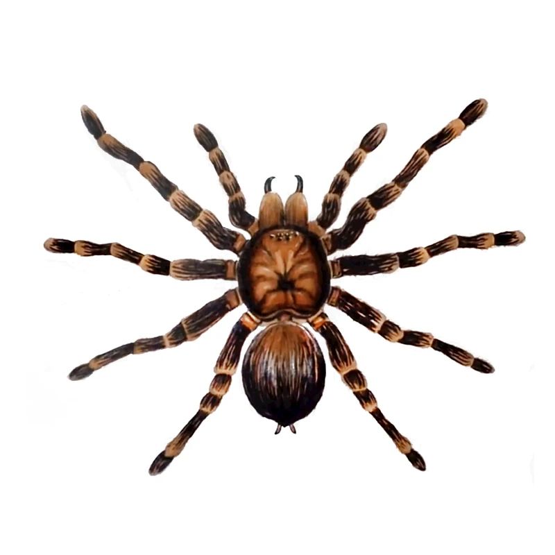 araignée