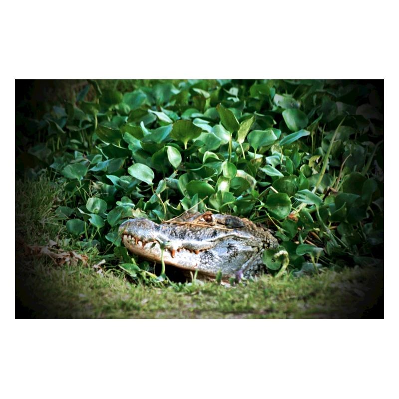 Caiman - 2