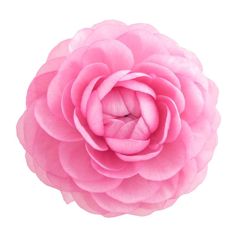 Floraison ranuncule