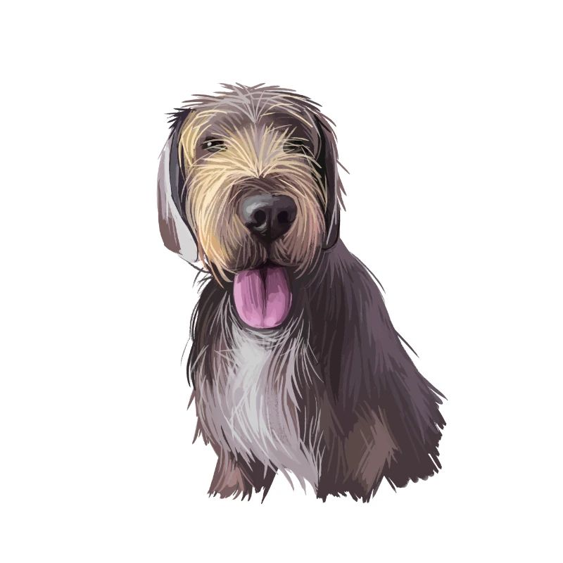 Slovak Rough Haired Pointer Dog Illustration