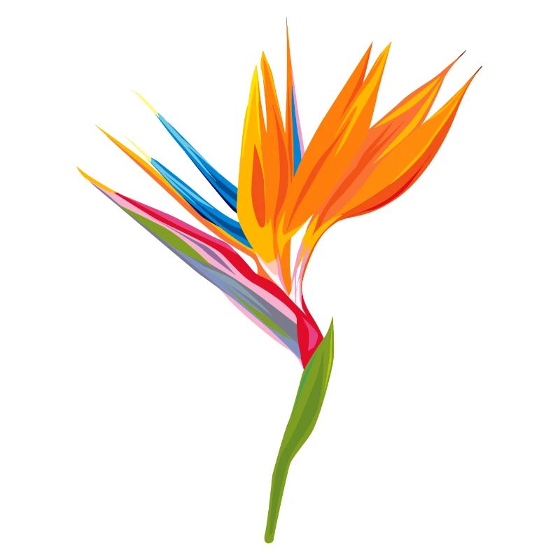 Oiseau de paradis Jeu de couleurs
