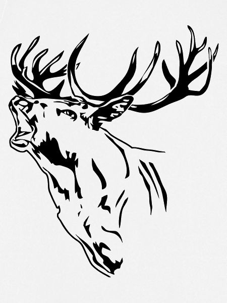 Hirsch - Geweih - Rotwild - Deer - Jagd