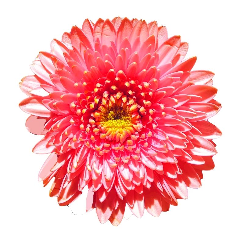 Fleur de gerbera rose