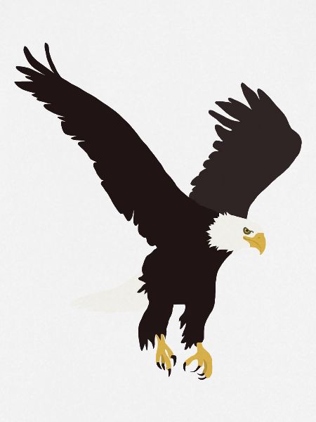 Weisskopfseeadler