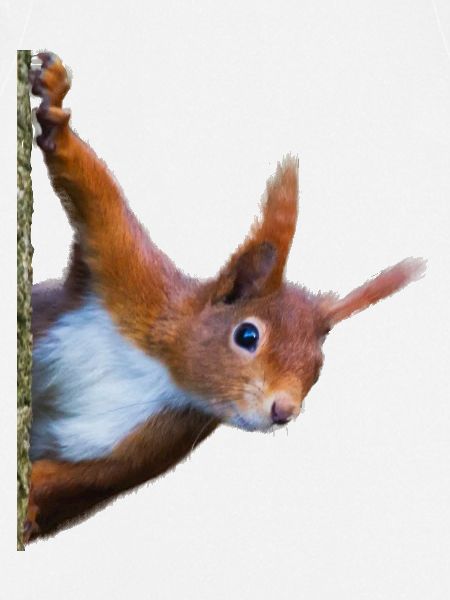 Eichhörnchen