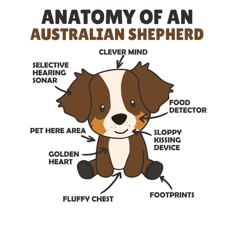 Anatomie d’un shepherd australien doux chiens