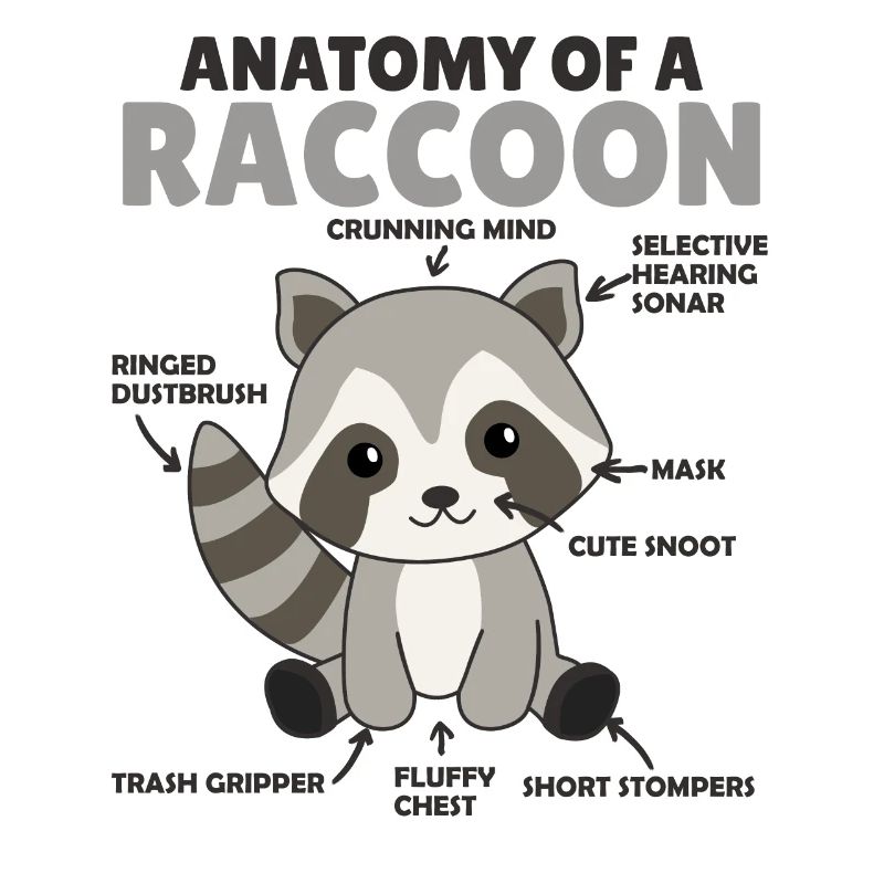 explication du raton laveur doux Anatomie d’un raton laveur