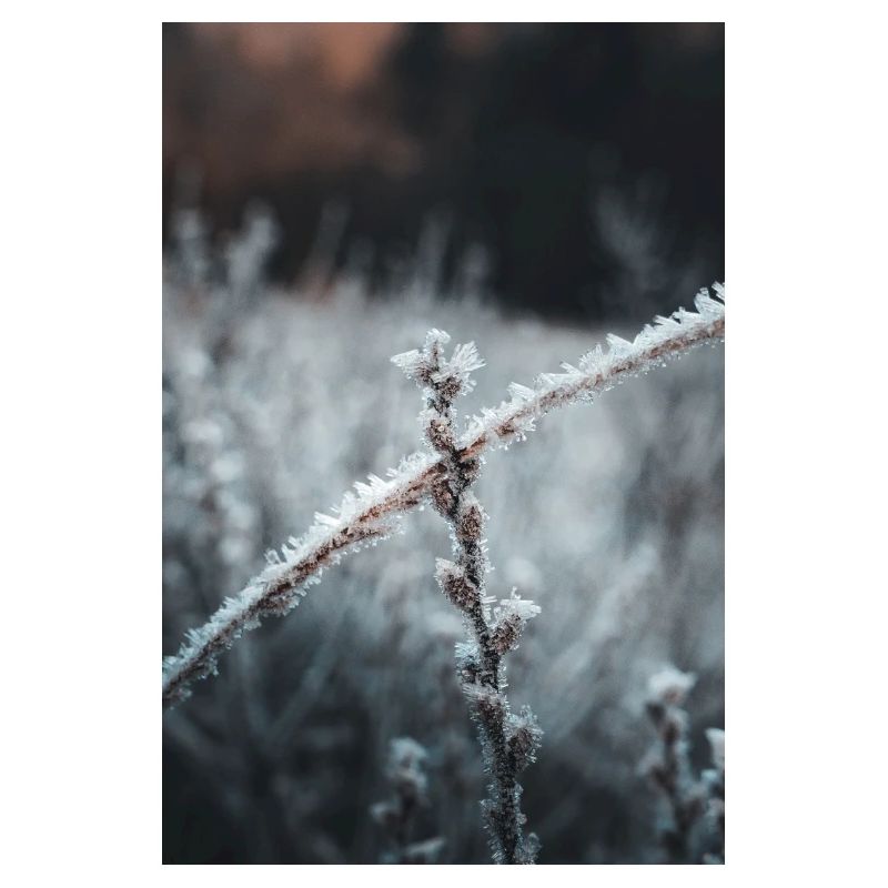 Frost