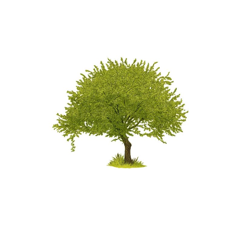 Arbre d’été vert