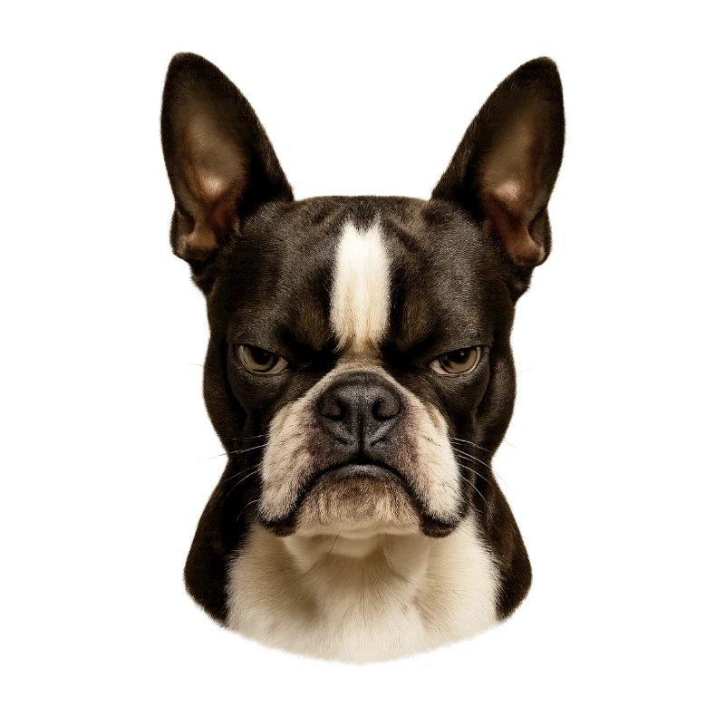 Impressive Boston Terrier View